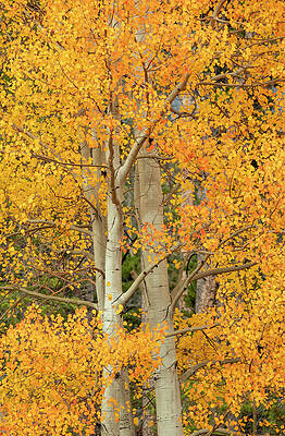 Vibrant Autumn Aspens Wall Art