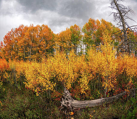 Vibrant Autumn Forest Scene Photograph