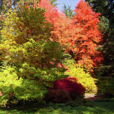 Vibrant Autumn Foliage in Forest Photograph