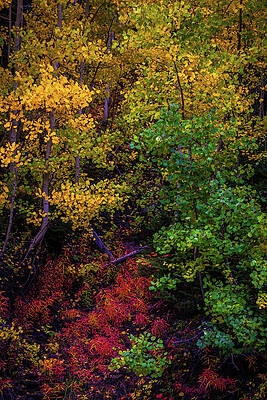 Vibrant Autumn Foliage Wall Art