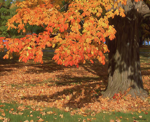 Vibrant Autumn Maple Tree Photograph