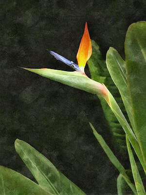 Vibrant Bird of Paradise Flower Wall Art