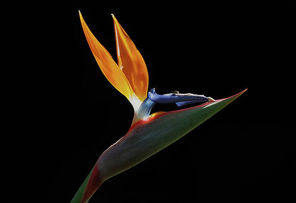 Vibrant Bird of Paradise Flower Wall Art