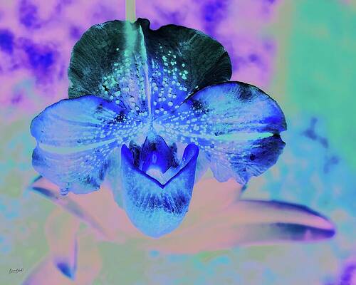 Vibrant Blue Orchid Digital Art