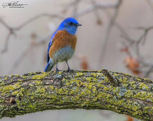 Vibrant Bluebird on Mossy Branch Wall Art