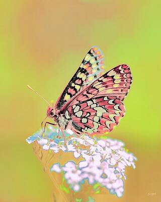 Vibrant Butterfly on Bloom Photograph