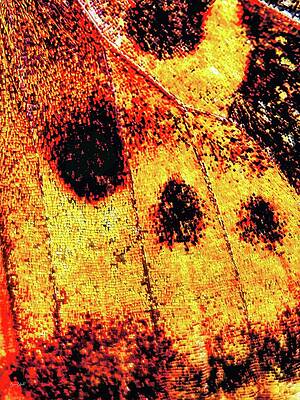 Vibrant Butterfly Wing Close-Up Photograph