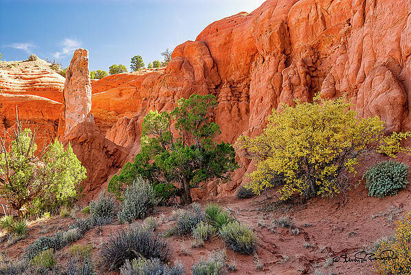 Vibrant Red Rock Canyon Landscape Wall Art
