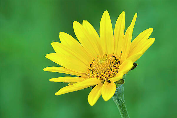 Vibrant Yellow Flower Blooming Photograph