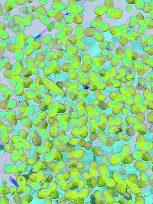 Vibrant Floating Leaves Wall Art