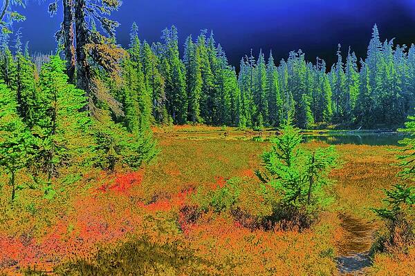 Vibrant Forest Landscape under Blue Sky Wall Art
