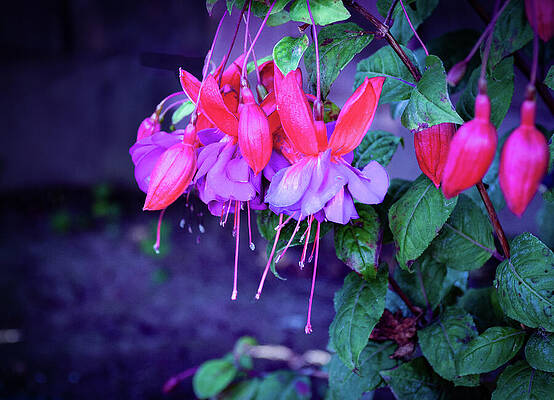 Wall Art featuring the photograph Vibrant Fuchias Delicate Stamens by Bonnie Colgan