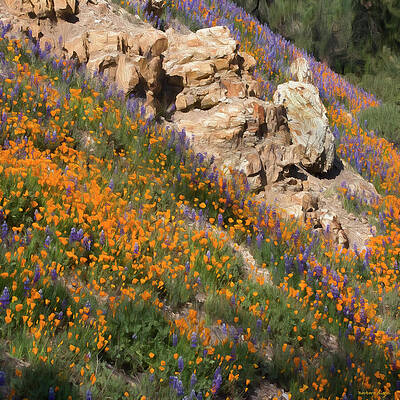 Vibrant Hillside with Wildflowers Photograph