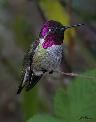 Vibrant Hummingbird Perched on Branch Wall Art