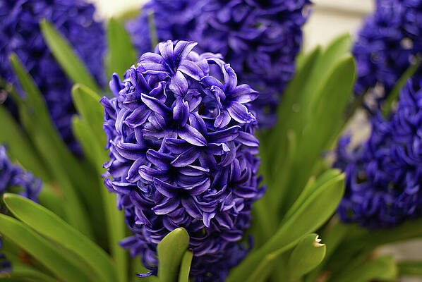 Wall Art featuring the photograph Vibrant Hyacinth Bloom by Deb Beausoleil