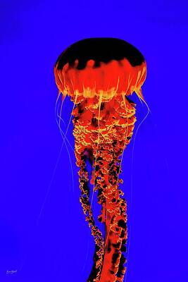 Vibrant Jellyfish Against Blue Wall Art