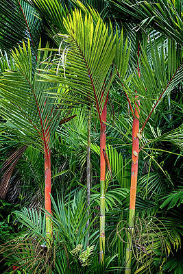 Vibrant Red Palm Trees Wall Art