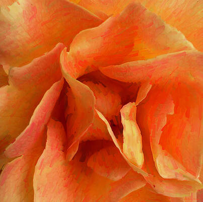 Vibrant Orange Rose Close-Up Wall Art