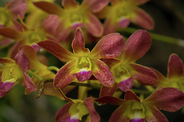 Hawaii Wall Art featuring the photograph Vibrant Orchid Blossoms In Morning Dew by Nancy Gleason