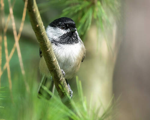 Beautiful Wall Art featuring the photograph Vibrant Pines by James Overesch