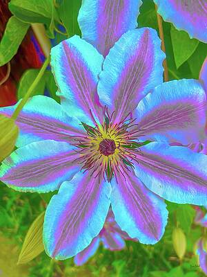 Vibrant Pink and Blue Flower Digital Art