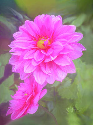 Vibrant Pink Dahlia Blossom Wall Art