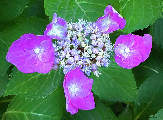 Vibrant Pink Hydrangea Blooms Wall Art