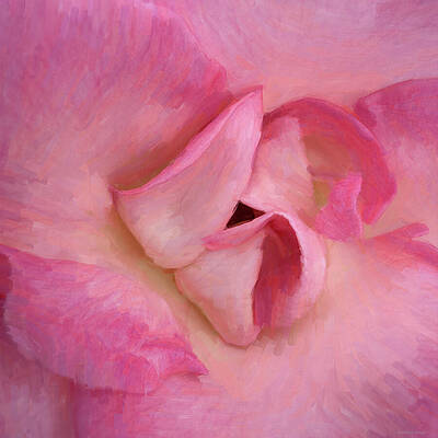 Vibrant Pink Rose Close-Up Wall Art