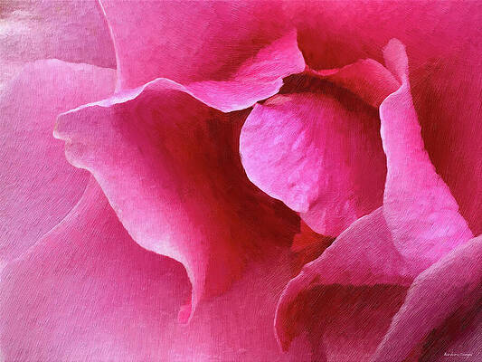 Vibrant Pink Rose Petals Wall Art