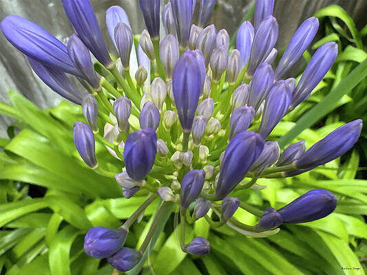 Vibrant Purple Agapanthus Blooms by Barbara Siegel