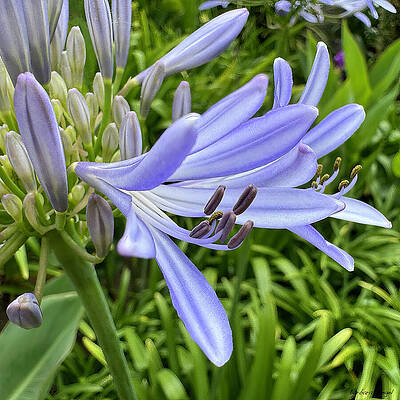 Vibrant Purple Agapanthus Flower by Barbara Siegel