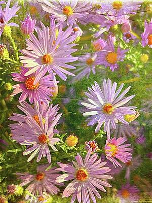 Vibrant Purple Asters in Bloom Wall Art