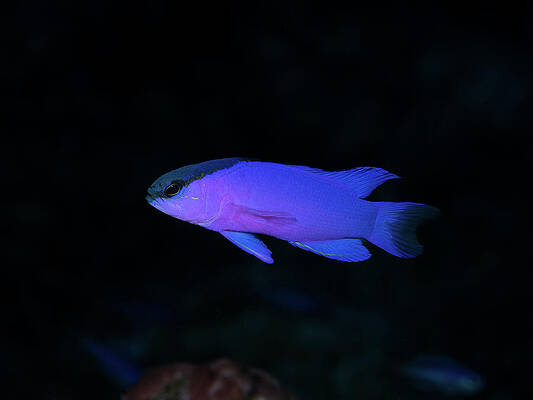 Vibrant Purple Fish in Dark Water Photograph