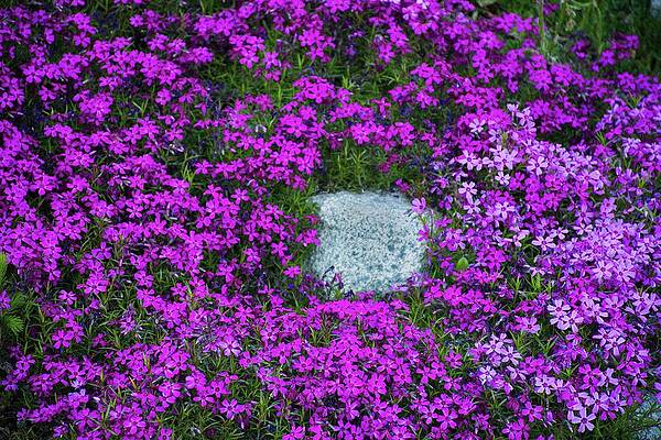 Vibrant Purple Flower Bed Photograph