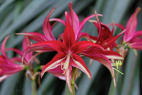 Vibrant Red Amaryllis Blooms Wall Art