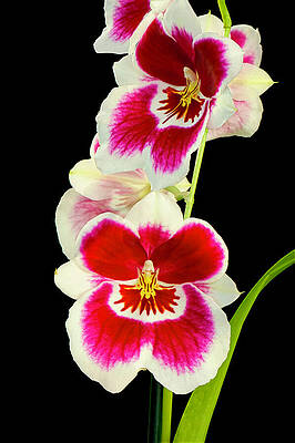 Vibrant Red and White Orchids Photograph