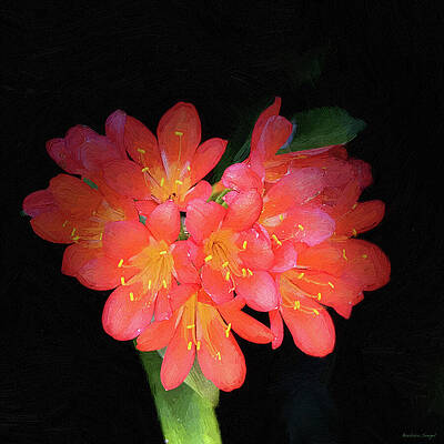 Vibrant Red Clivia Blooms by Barbara Siegel