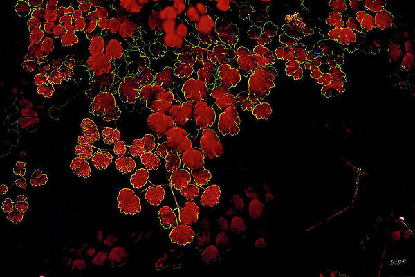 Vibrant Red Leaves in Darkness Digital Art