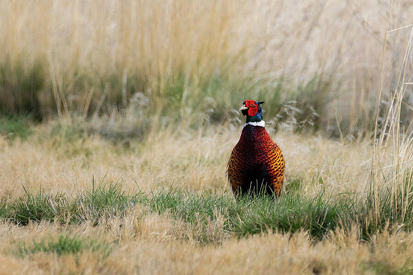 California Wall Art featuring the photograph Vibrant Ringneck Pheasant Rooster In Lassen County California by Mike Lee