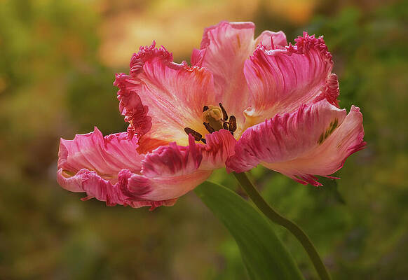 Vibrant Ruffled Pink Tulip Wall Art