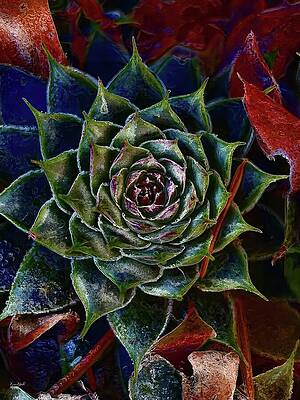 Vibrant Succulent Against Dark Background Wall Art