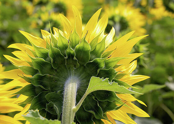 Vibrant Sunflower from the Back Wall Art