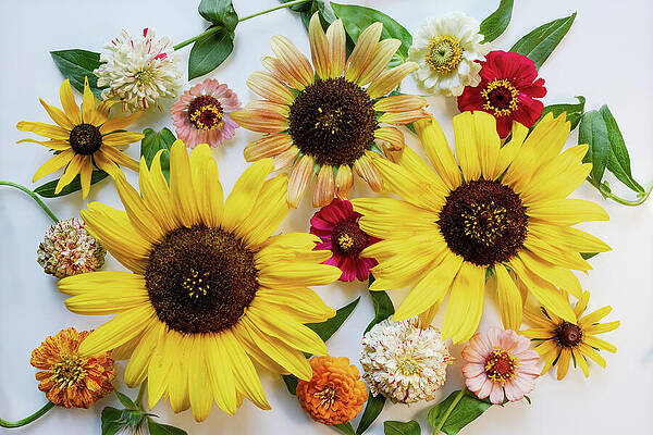 Wall Art featuring the photograph Vibrant Sunflowers And Zinnias Display by Mary Jo Allen