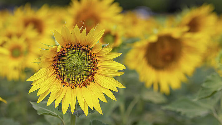 Vibrant Sunflowers in Bloom Wall Art
