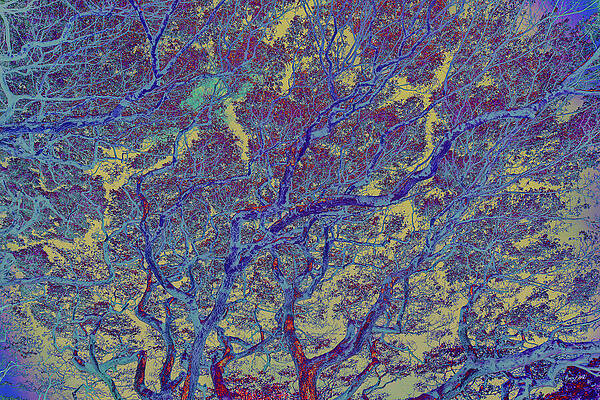 Vibrant Tree Canopy Wall Art