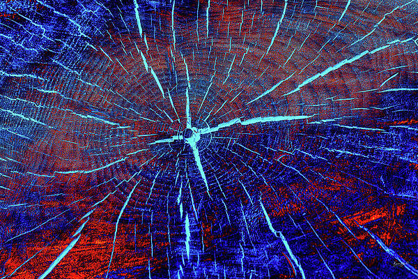 Vibrant Tree Rings Photograph