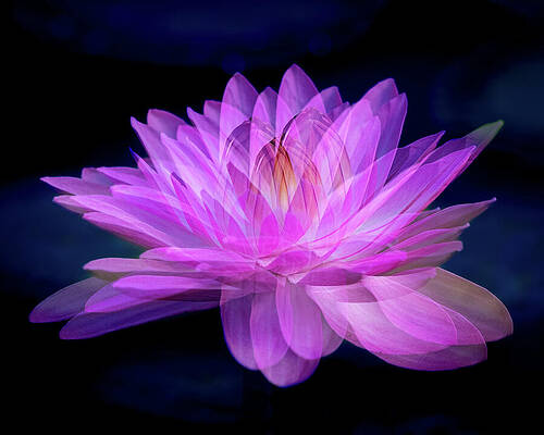 Vibrant Pink Lotus Wall Art