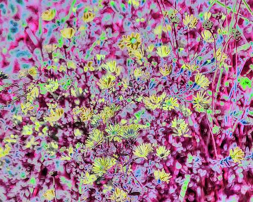 Vibrant Wildflower Abstract Wall Art