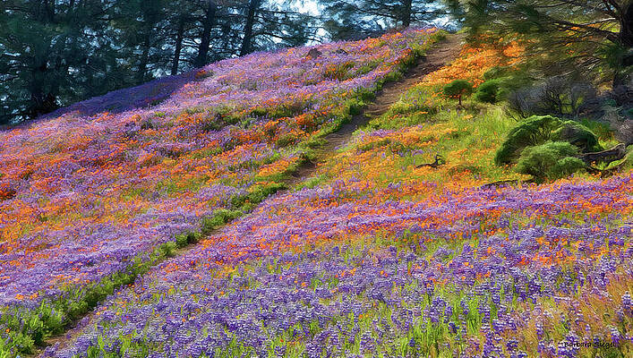 Vibrant Wildflower Hillside Photograph