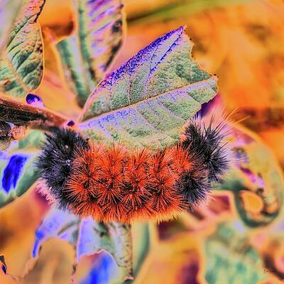 Vibrant Woolly Bear Caterpillar on Leaf Wall Art